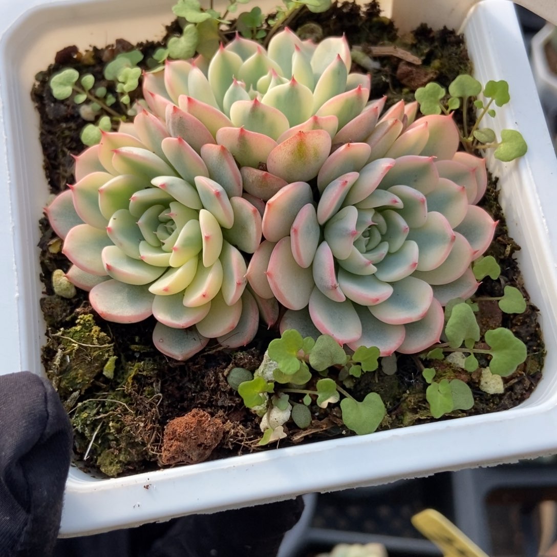 1001忌廉锦多肉植物