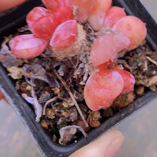 依*1249多肉植物老桩