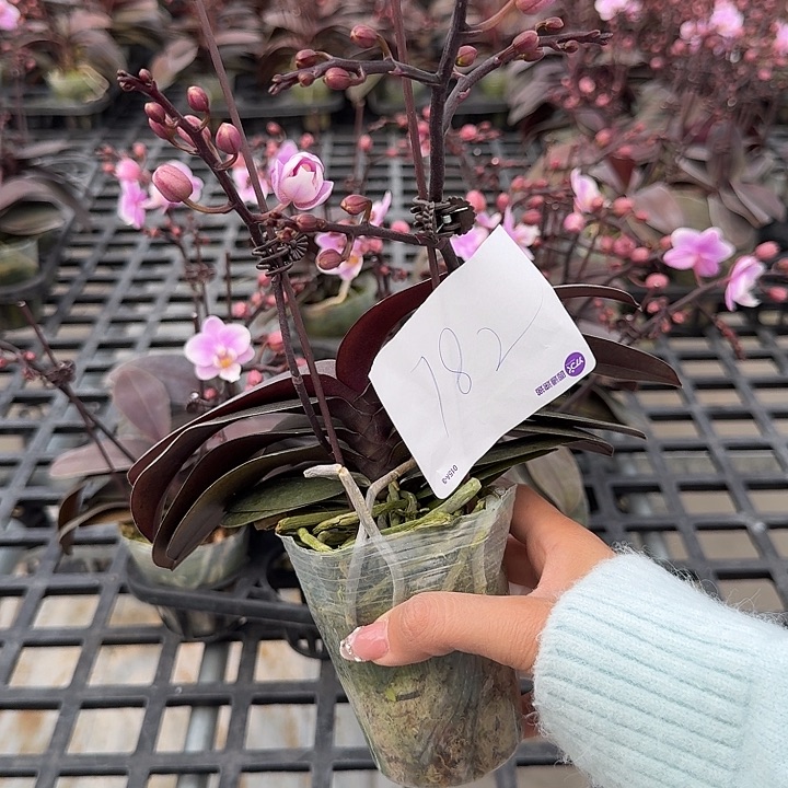 丶***丶大部分开放少量花苞182