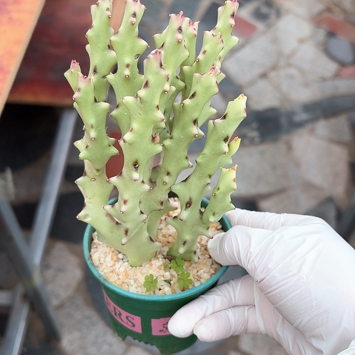 白珊瑚仙人球223