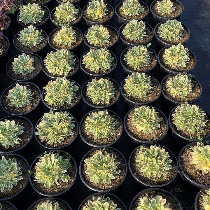 甜茶多肉法师。  