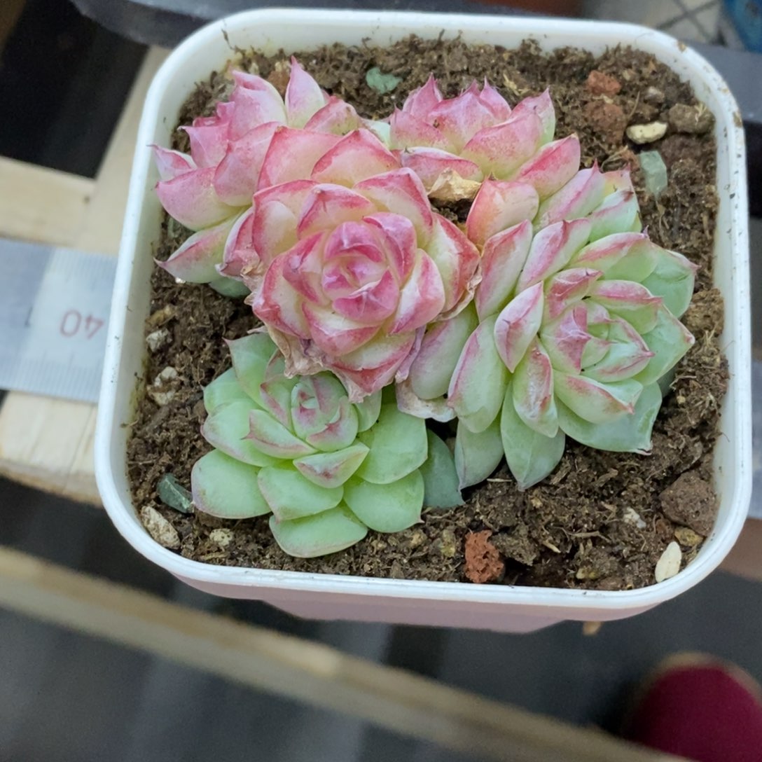 精品多肉一物一拍不包整259