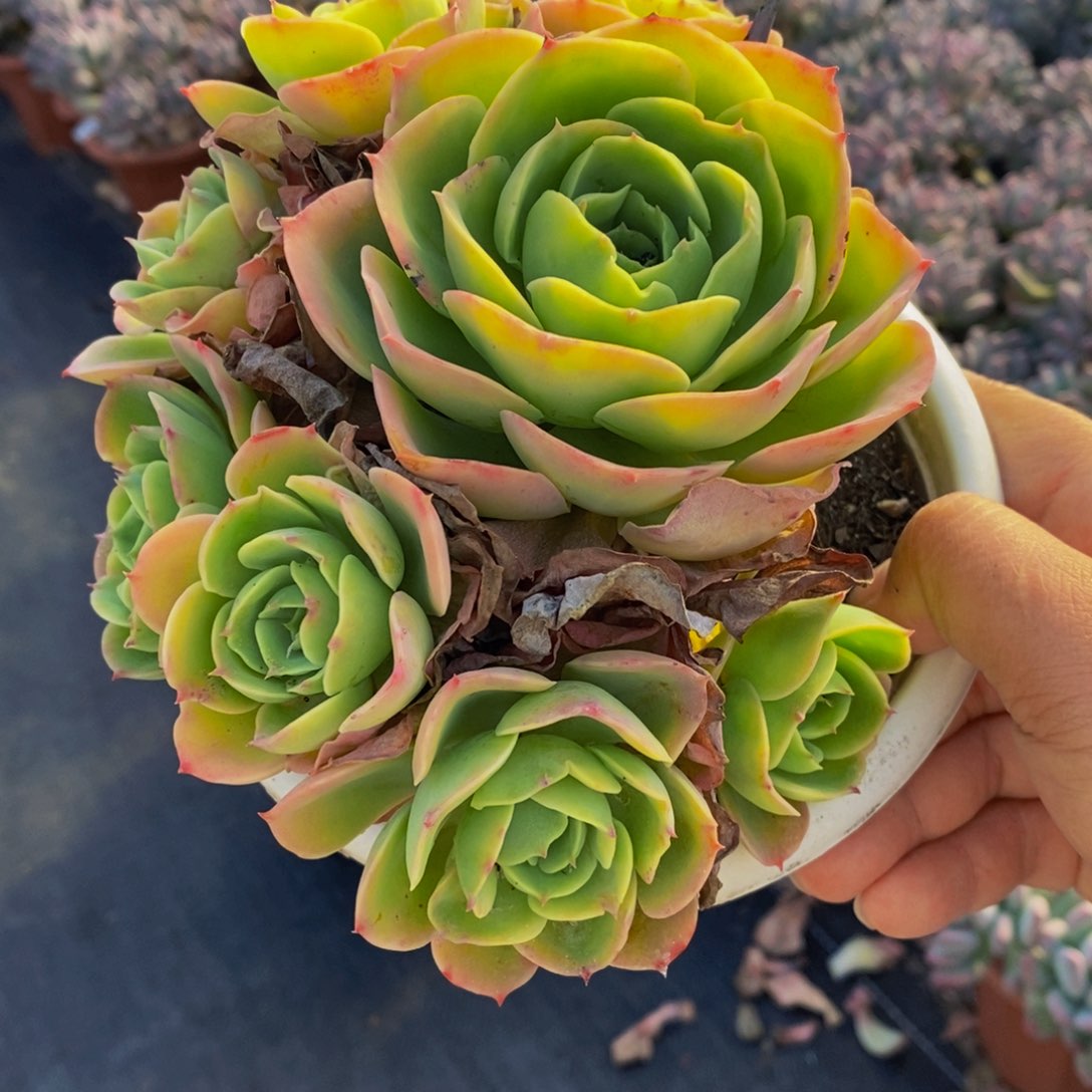 柠檬玫瑰单头带仔160杯