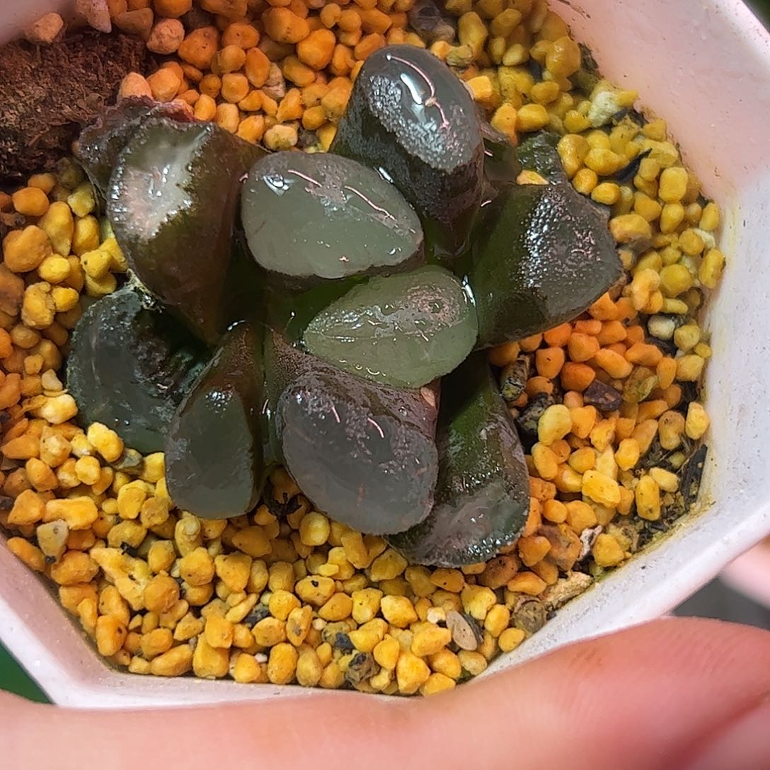 紫镜万象十二卷多肉植物