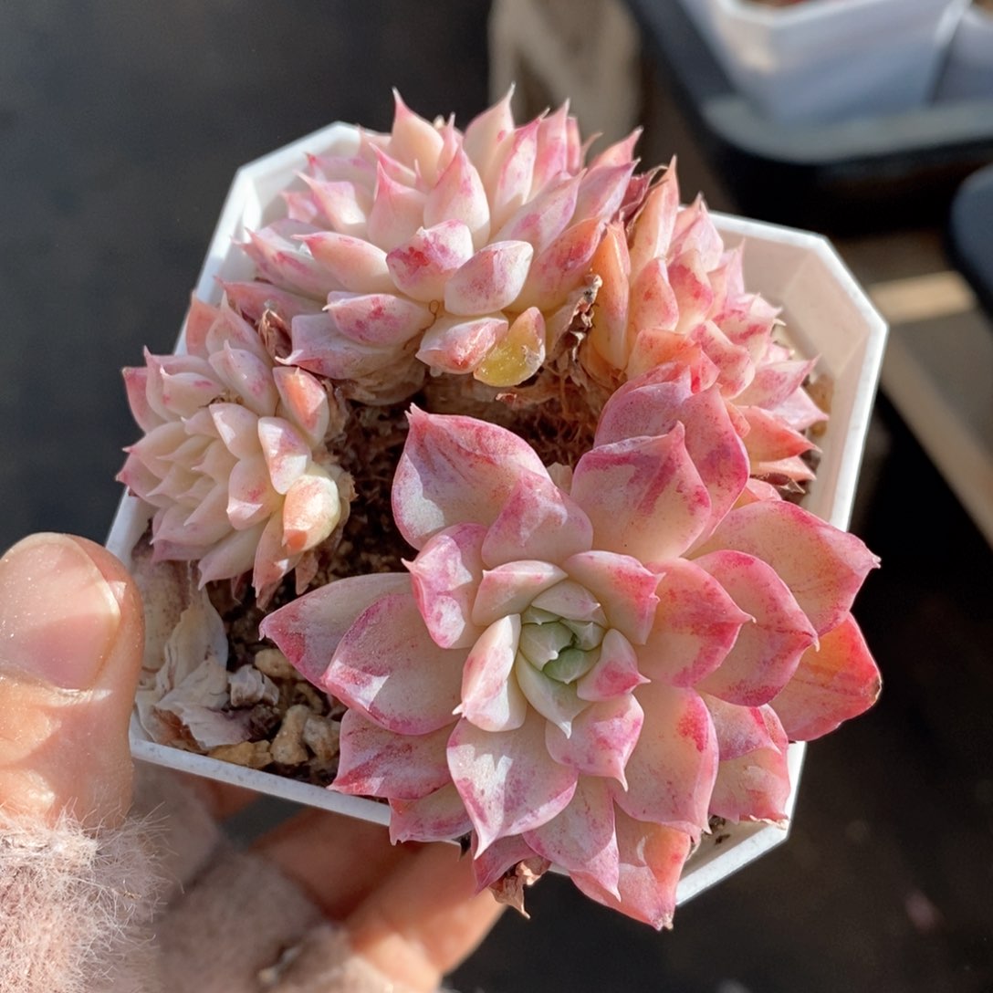 精品多肉一物一拍106