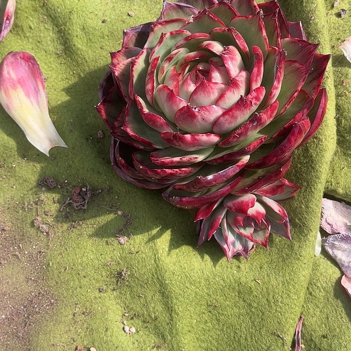 大****惊鸿仙子多肉植物168