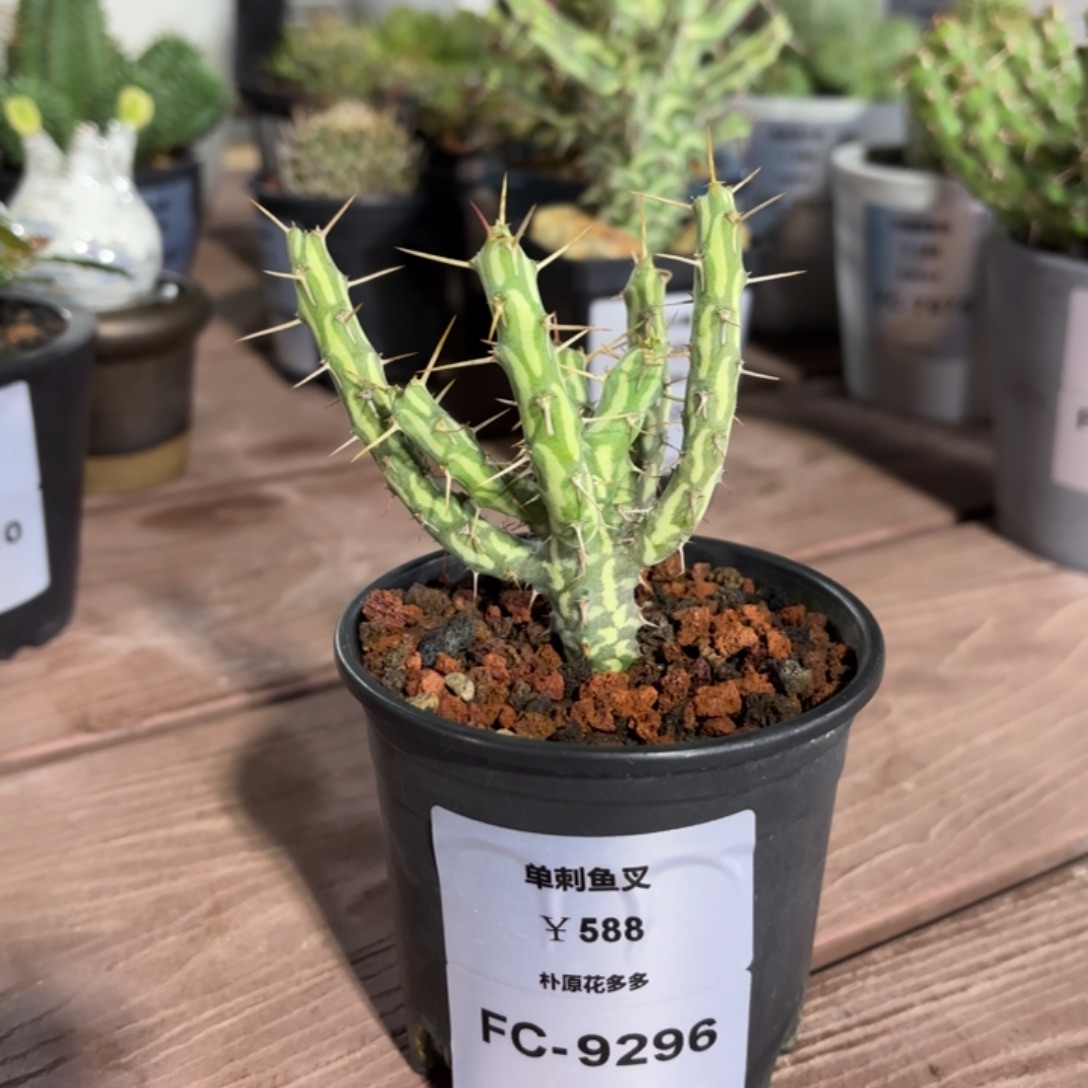 单刺鱼叉FC-9296. 