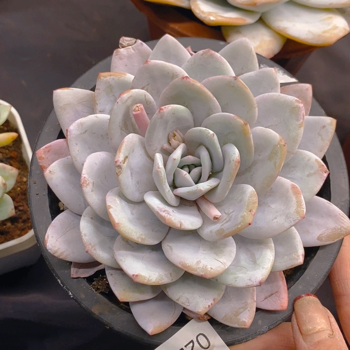 夏悦多肉 0226-22雪莲