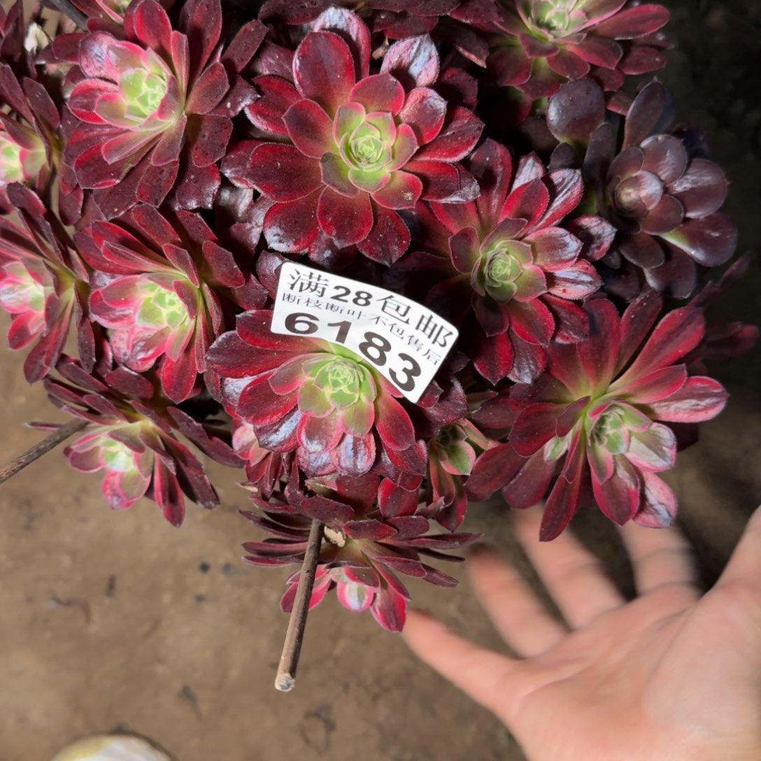 6183安娜多肉植物