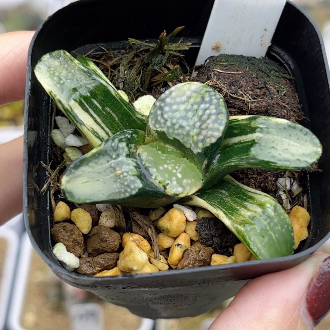 33点点寿锦福利专场