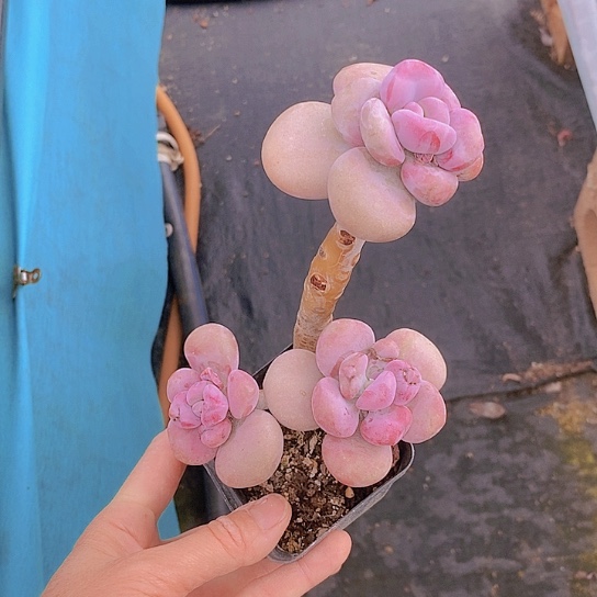 326多肉植物老桩