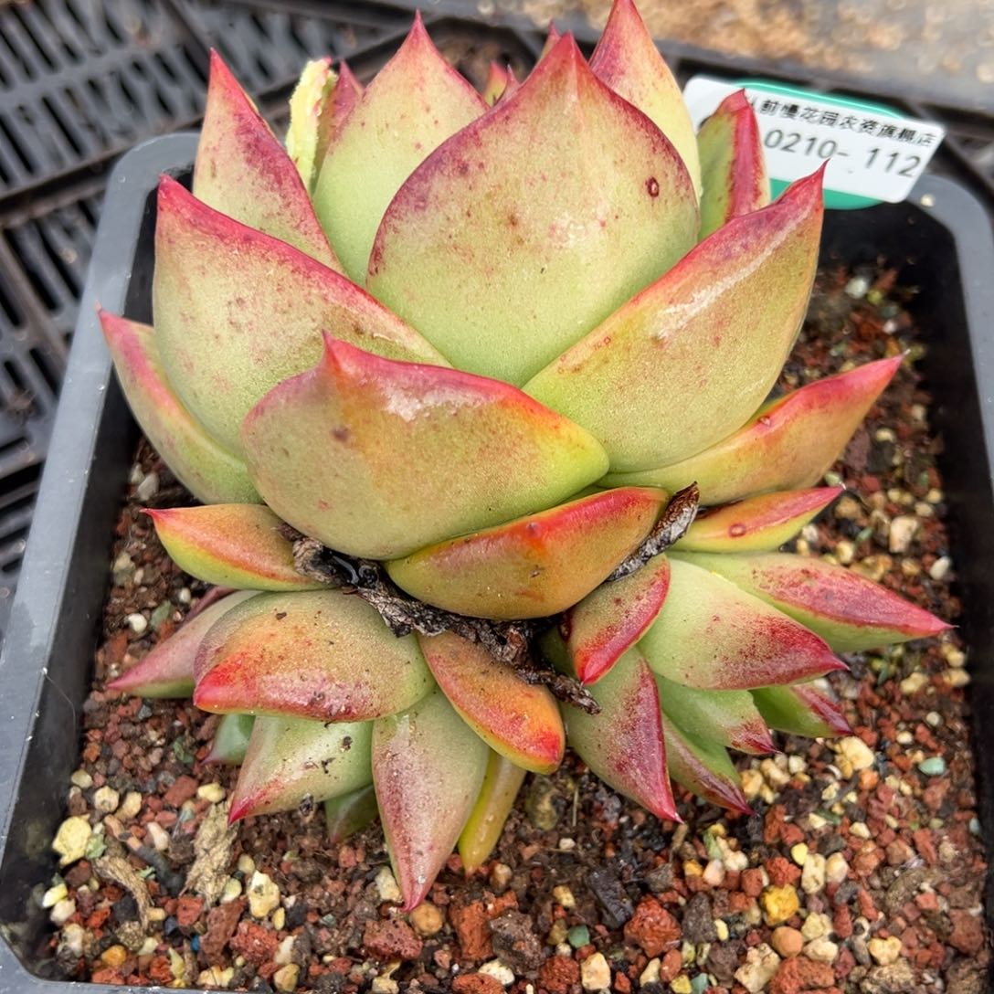 从前慢多肉精选编号0210.112