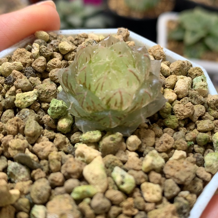 翠云玉露锦带盆土发货了