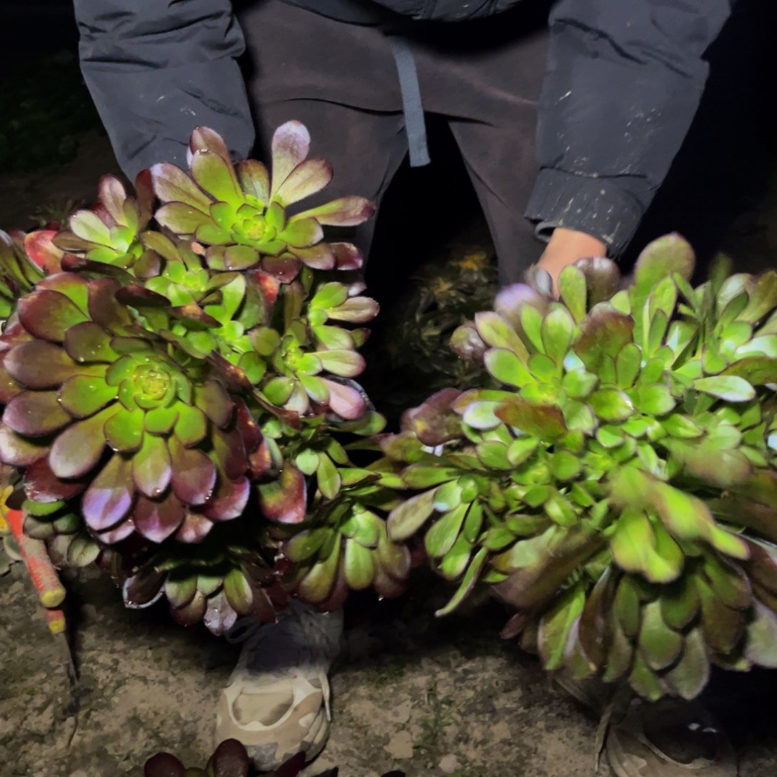 红酒原叶多肉植物捧花的