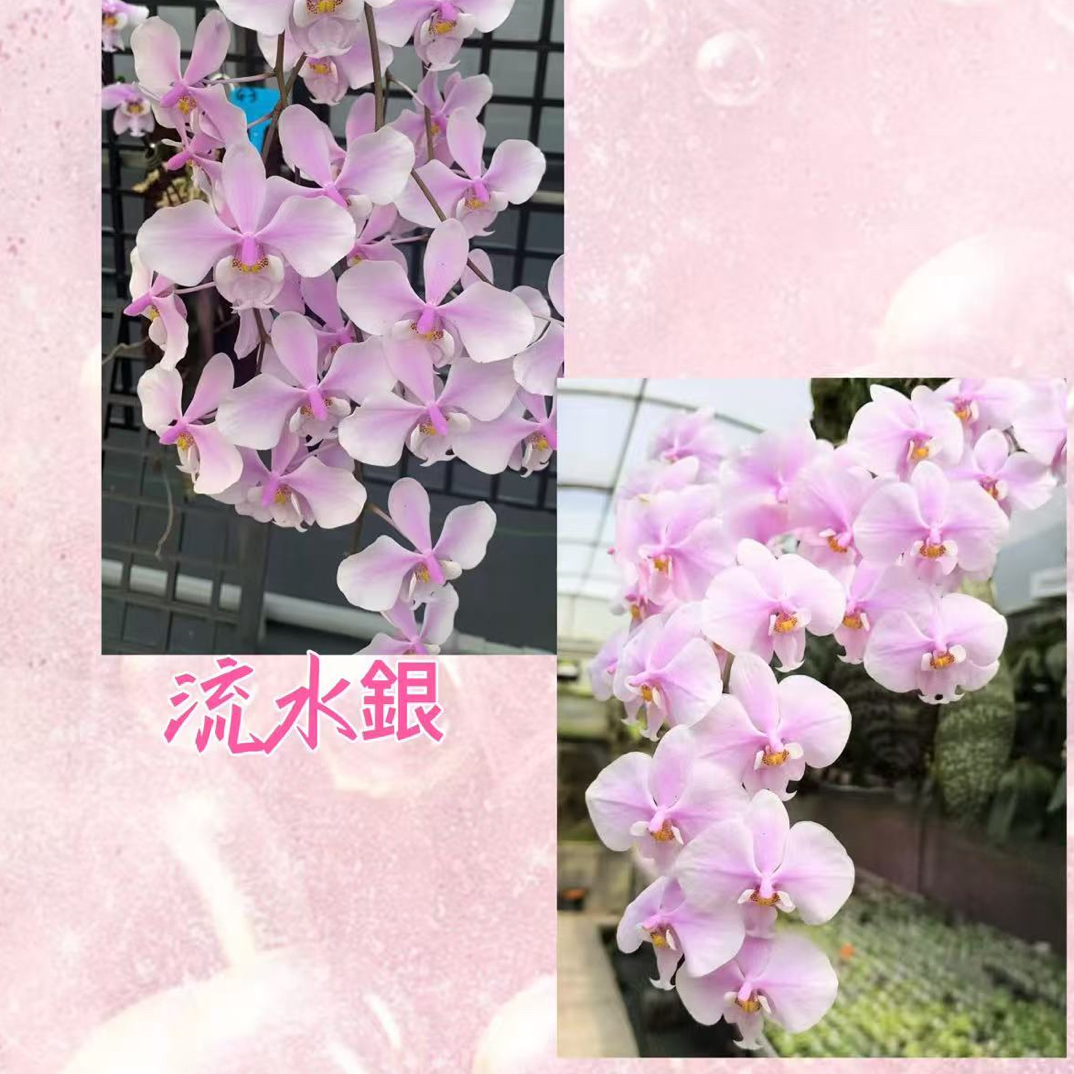 湾湾原生种蝴蝶兰 流水银交冰晶