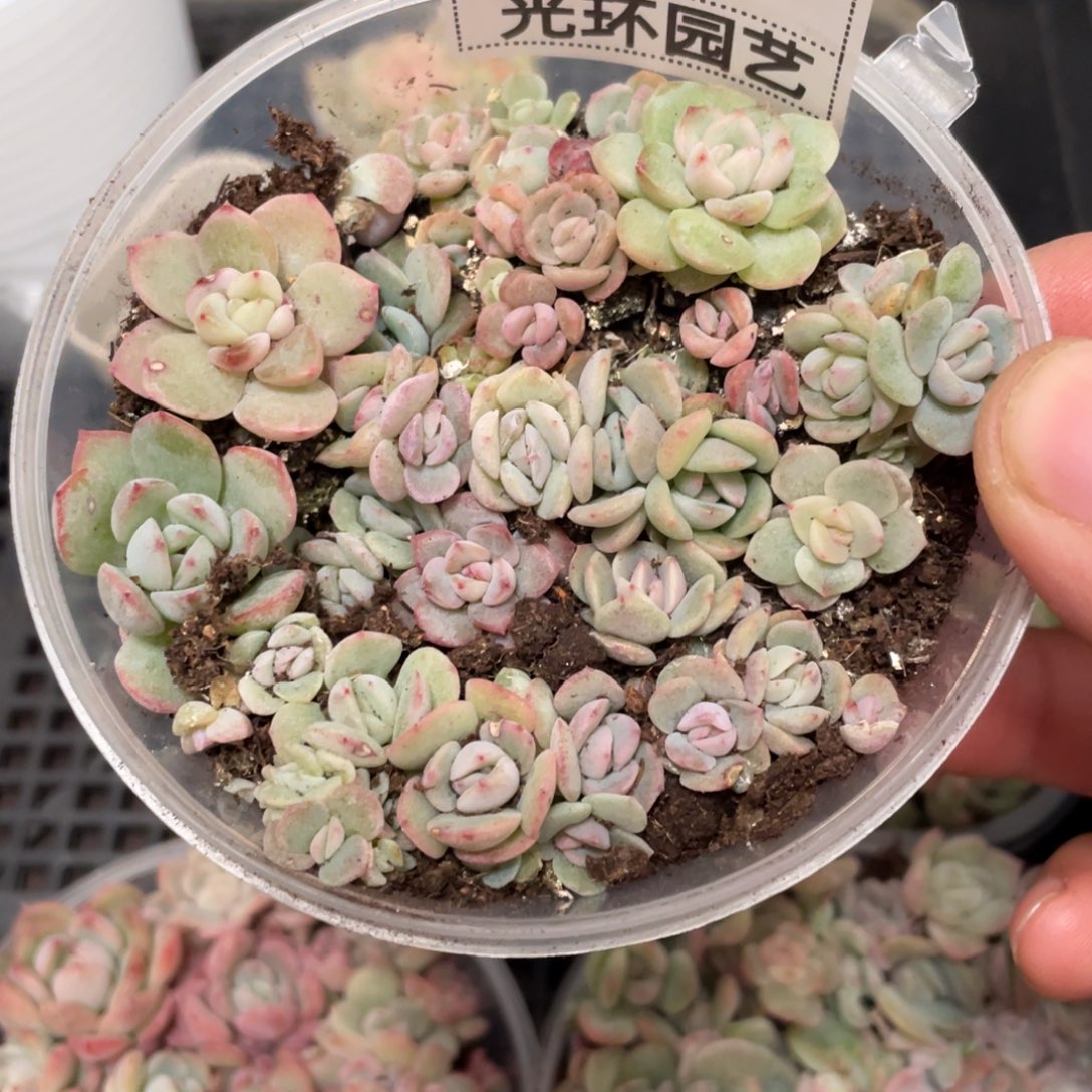 33号福利欧泊切糕推荐