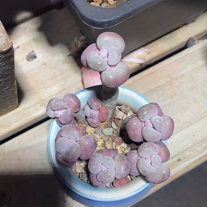 胭脂精品多肉桃蛋008