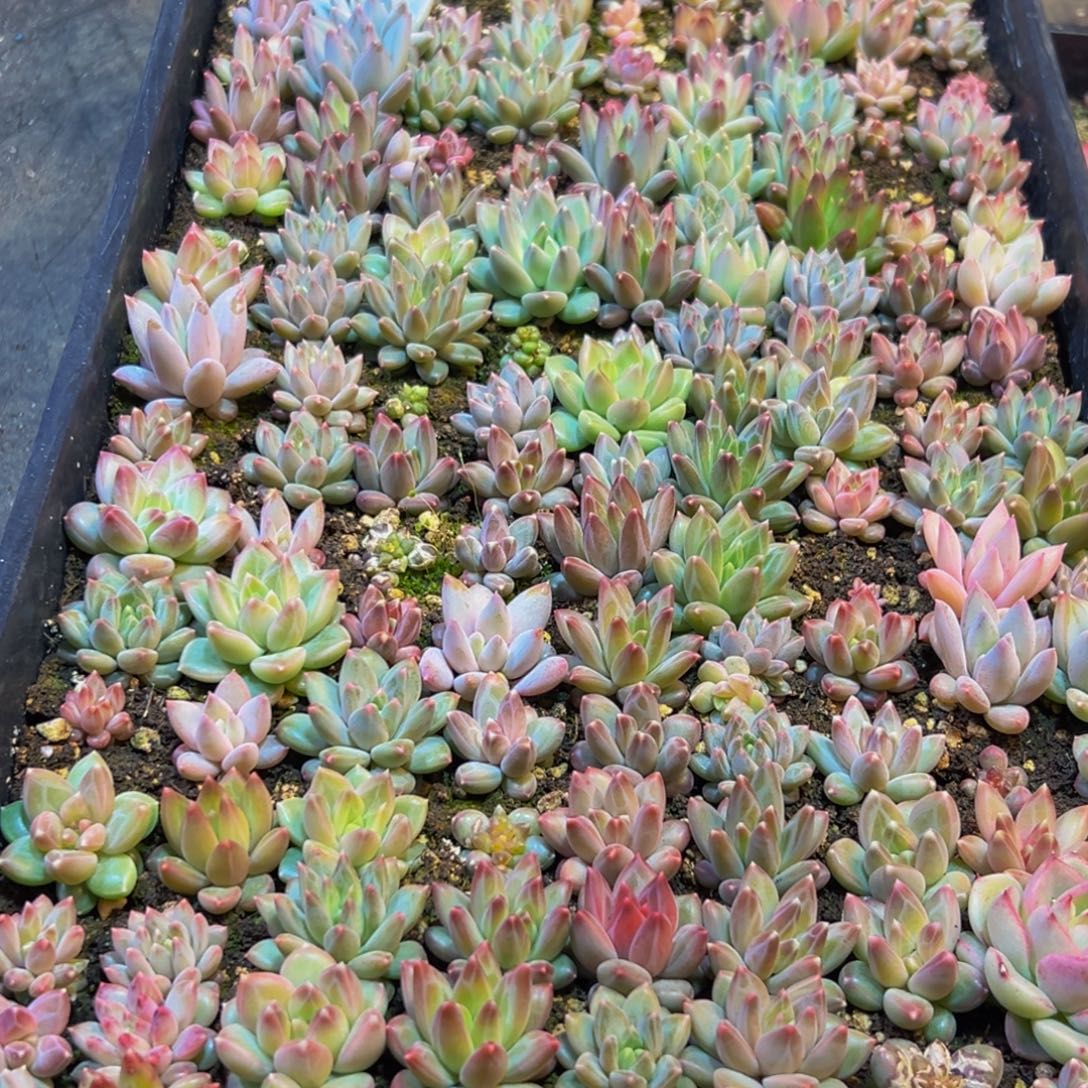 216多肉得不到的东西就