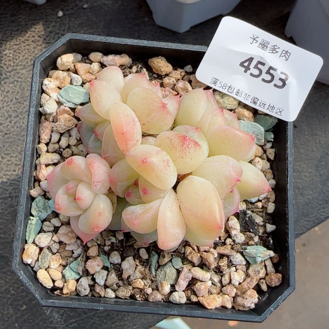 八头琴心群，4553多肉植物