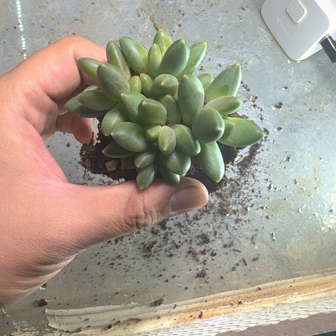 084 卡布奇诺 一物一拍
