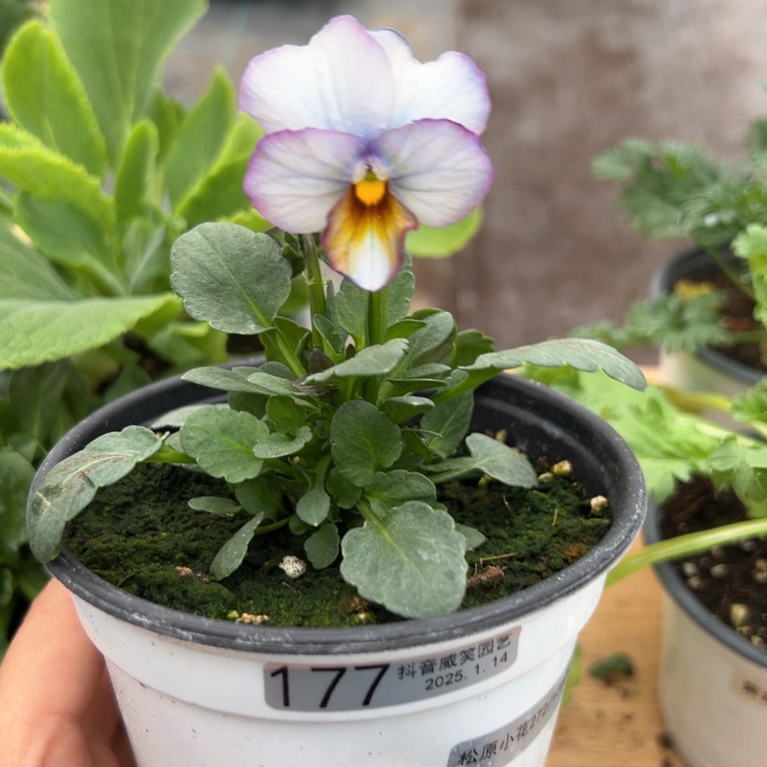 红陶抖音威笑直播间闪拍177