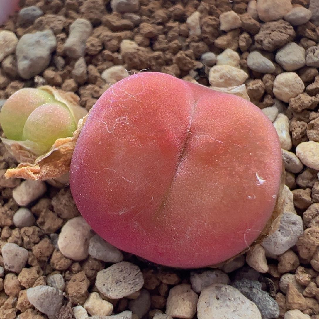 吕氏小桃红。  810。