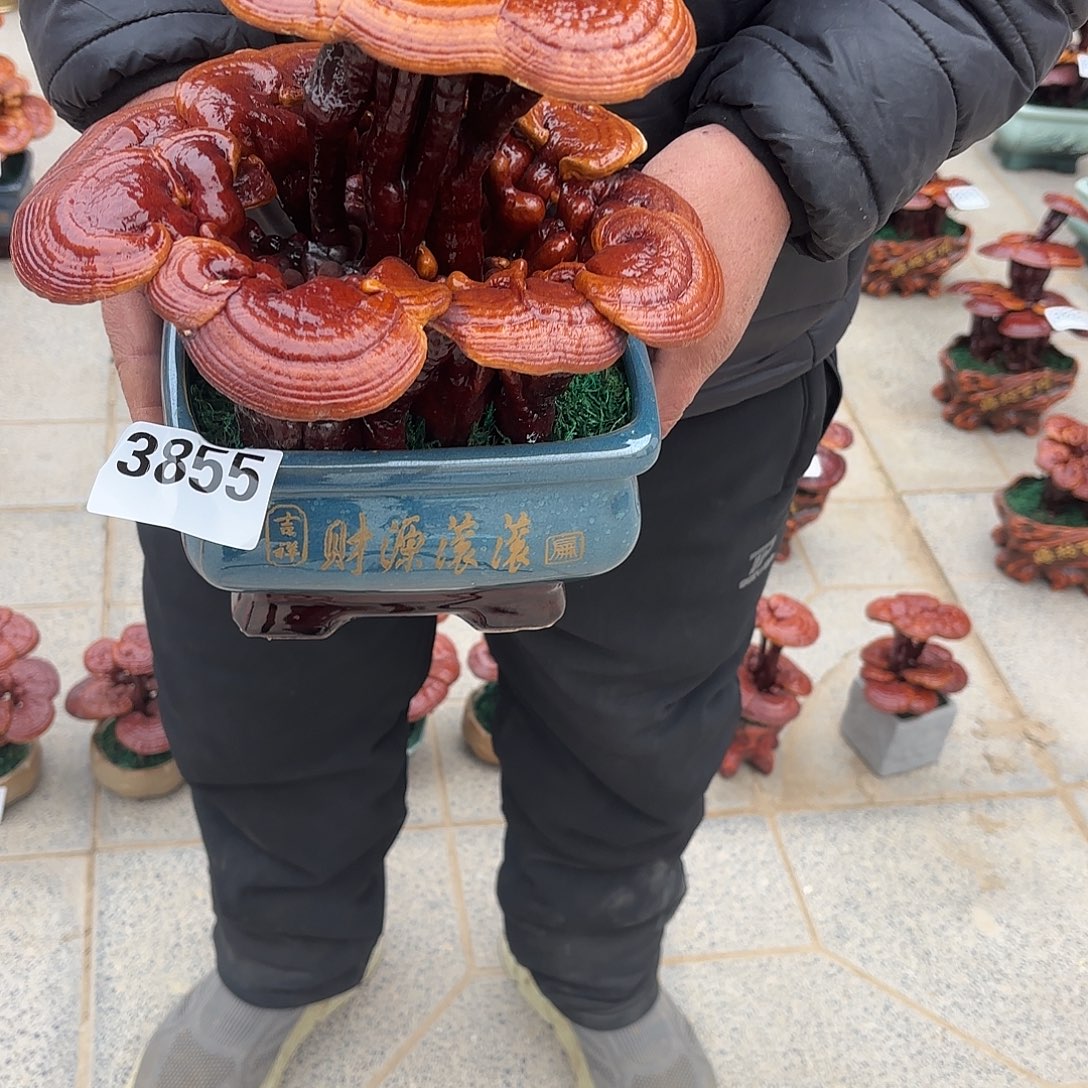 无花朵灵芝是我国著名植物