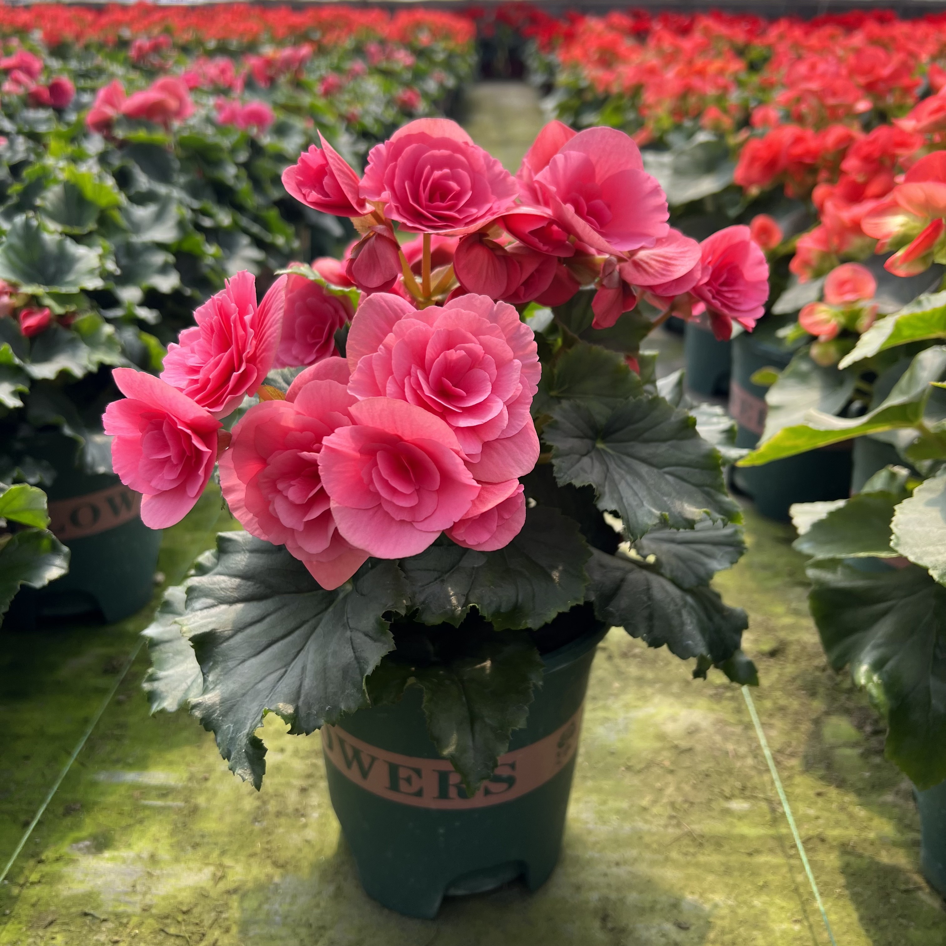 【粉色风暴】重瓣丽格海棠盆栽带花不断四季开花室内阳台好养花卉