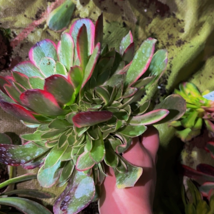 桃花坞20公分很多侧芽量拍一颗