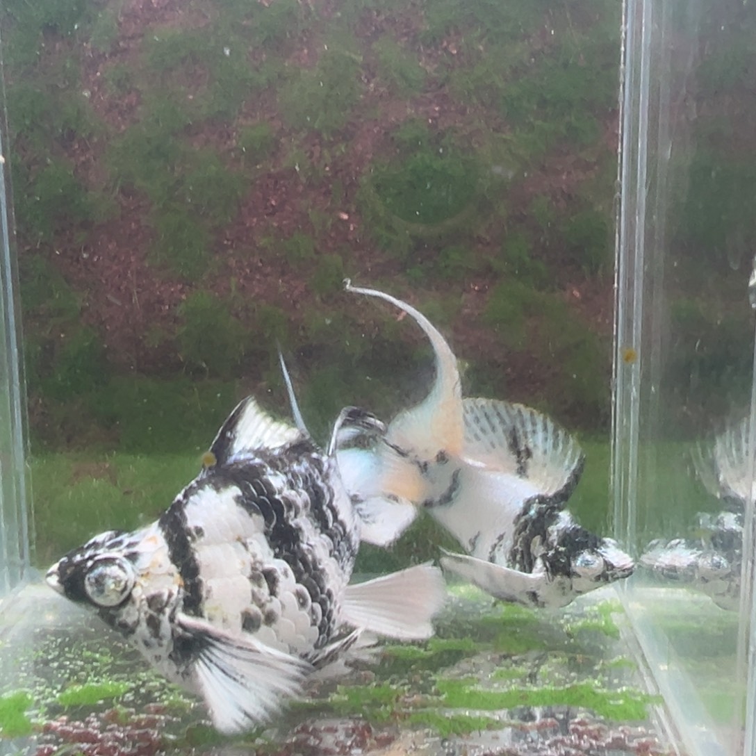 黑玛丽鱼水墨种鱼一对