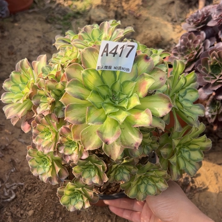 韶华多肉植物417.
