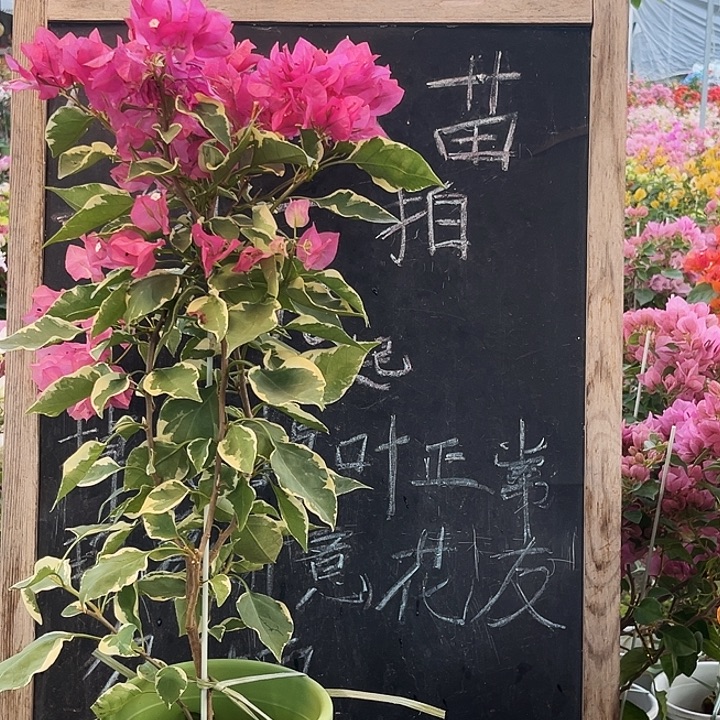 完全开放三角梅辣染粉