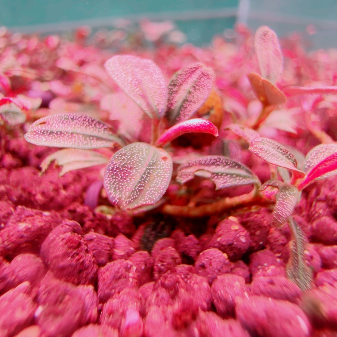 无花朵福利凤凰福利价植物价