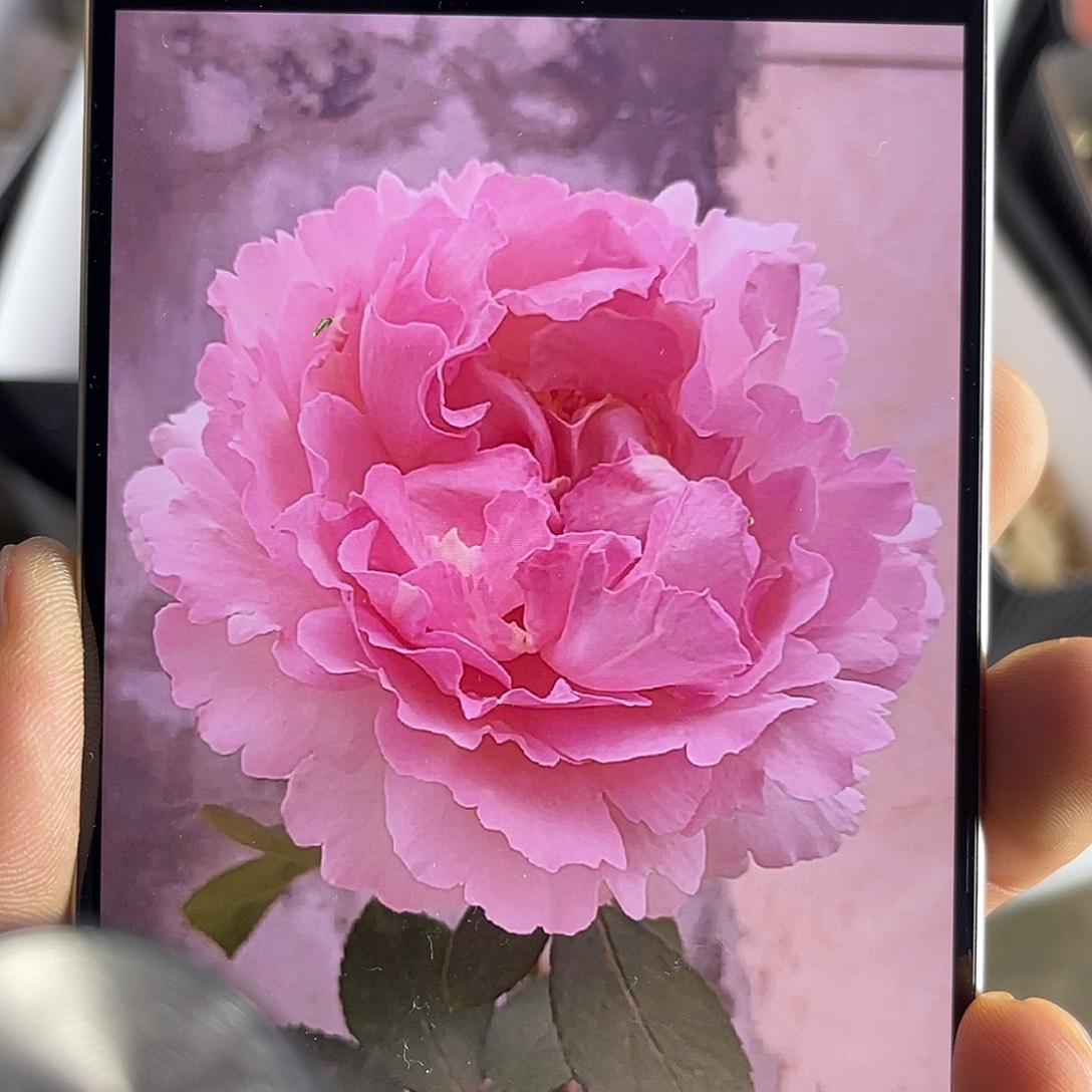 全部花苞德芮尔（伊芙催眠）单头10枝