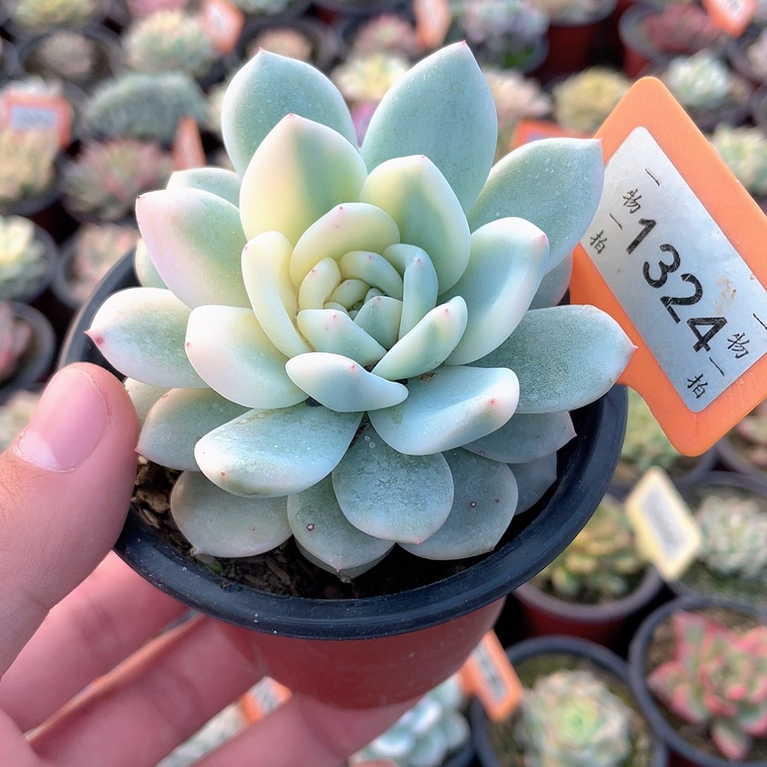 梦露锦1324号多肉