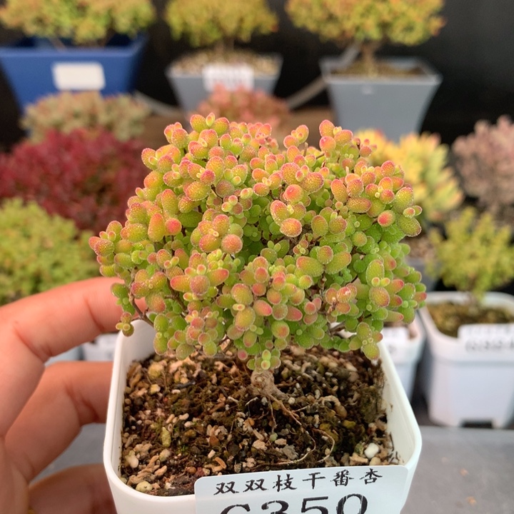 350蜜橘                
