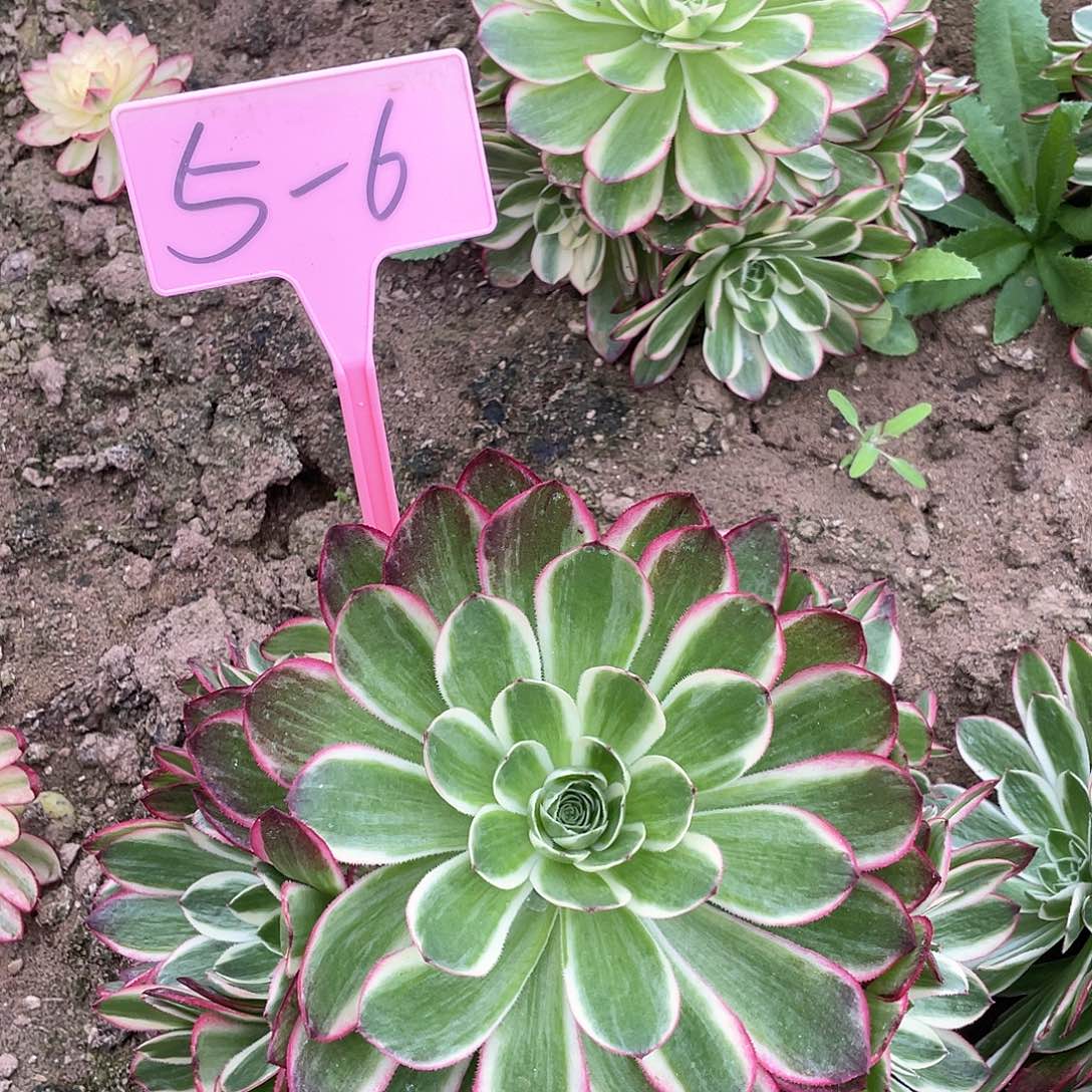 5-6海王多肉植物
