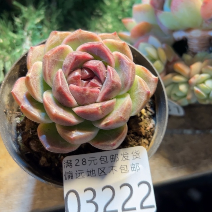 幸运儿的一句话说