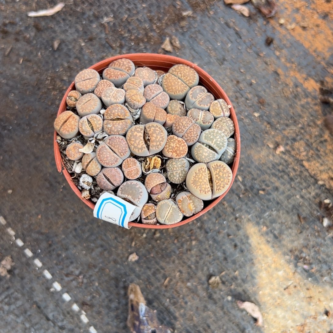 多肉石生花【非偏远地区满18包邮】