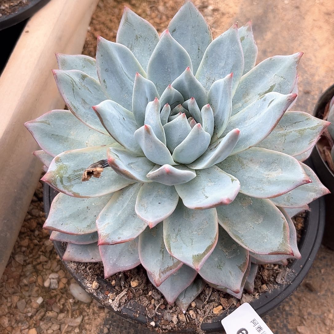 阿雅园艺。       6428