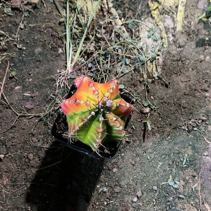 仙人球好好看好漂亮15