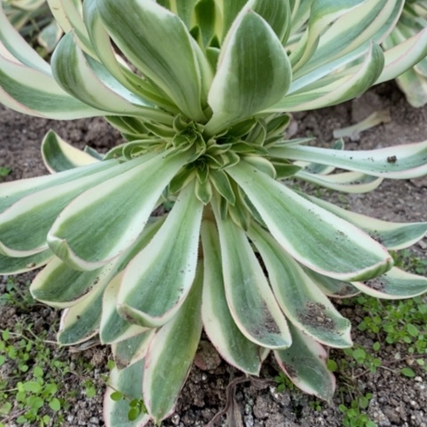 925青莲满25包邮多肉