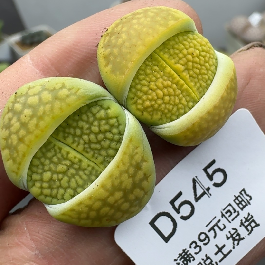 545多肉哈哈哈哈哈哈