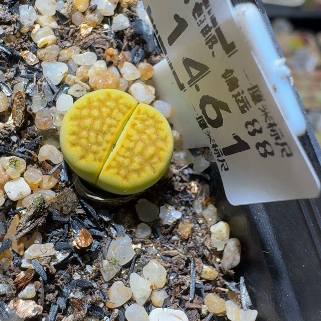 Sssss精品生石花1461