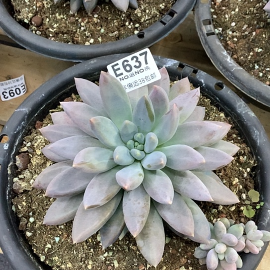 黄胖体哥特637 亏本处理退款拉黑需要延时发货