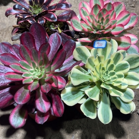 920多肉植物组合