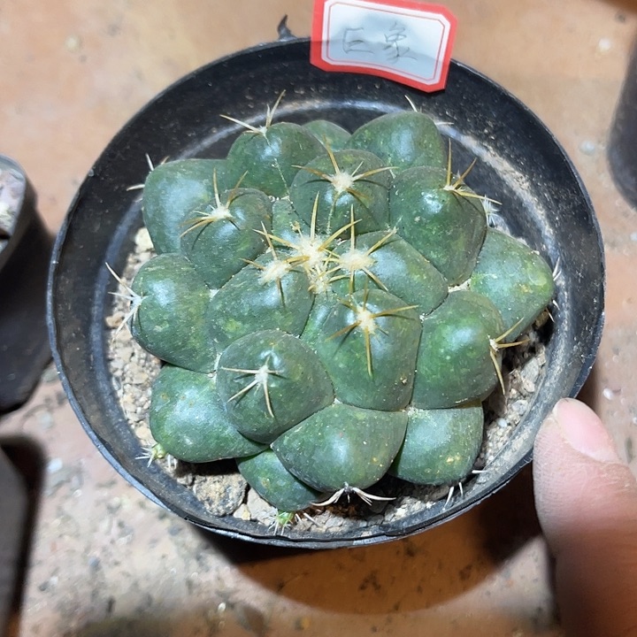 满38包邮2天凑单，脱土晾根发货多肉植物巨象