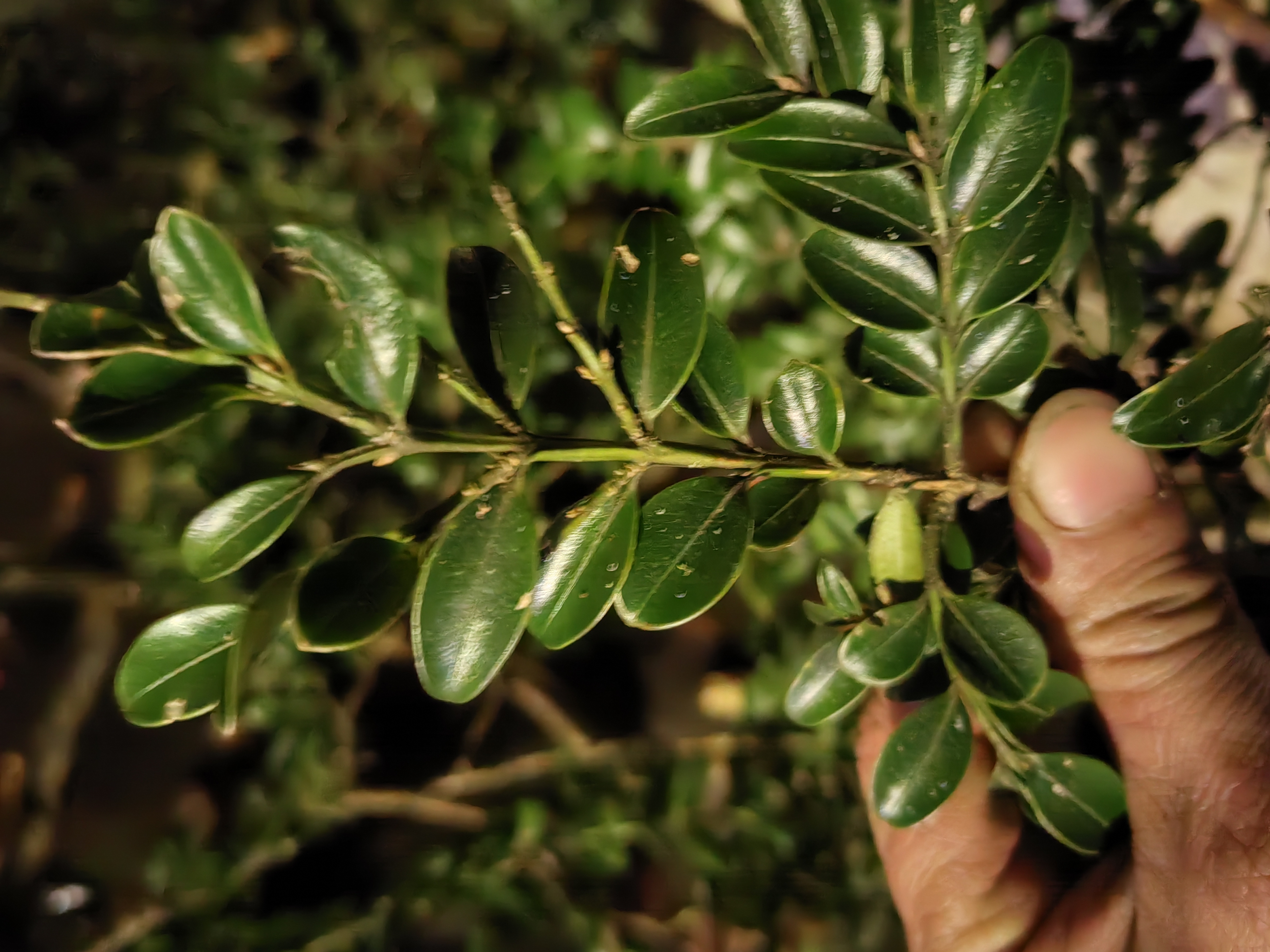 白皮瓜子黄杨黑造型盆景绿植盆栽客厅观赏植物
