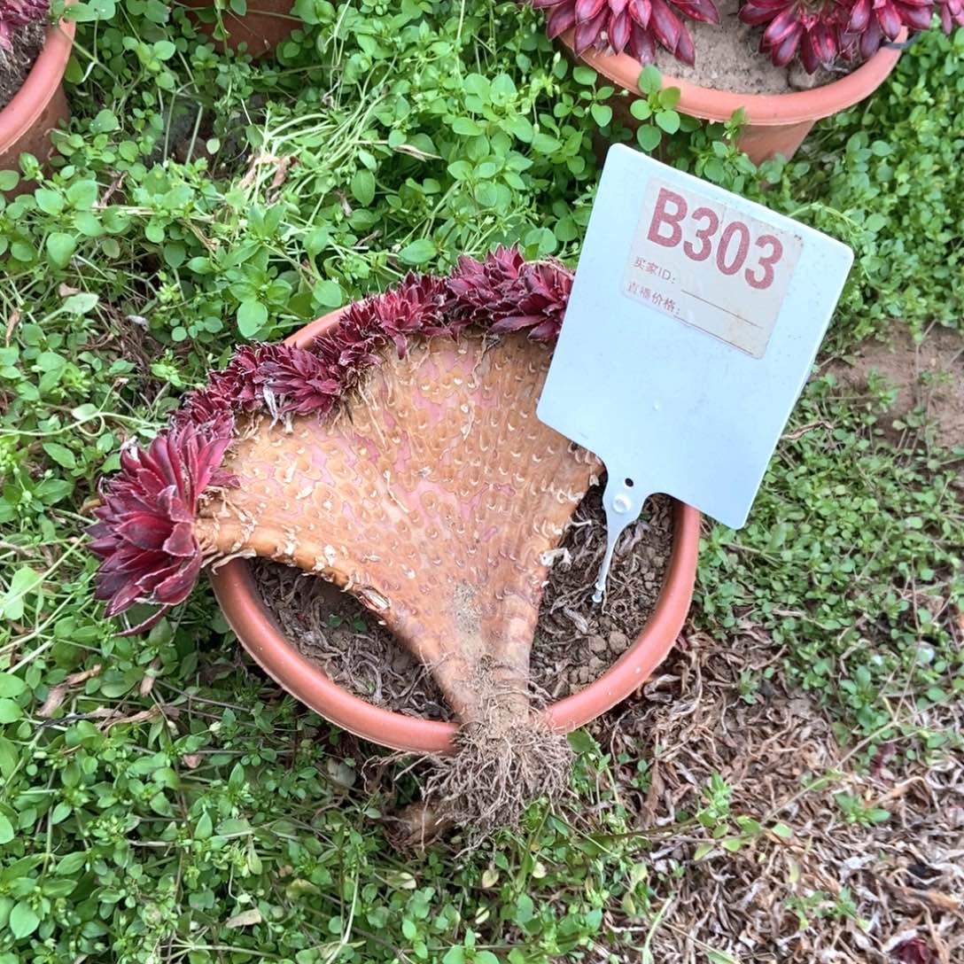 顿***红B303孔雀缀化干伤处理