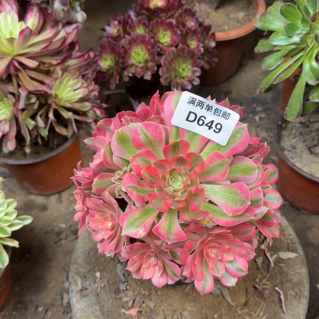 649份女巫法师法师多肉